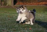 ALASKAN MALAMUTE 629